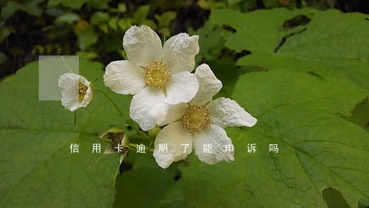 信用卡逾期了能申诉吗 信用卡逾期了能申诉吗