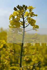 信用卡逾期了花呗也不能用吗
