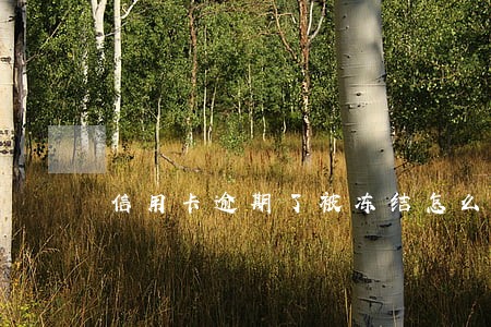 信用卡逾期了被冻结怎么办 信用卡逾期了被冻结怎么办