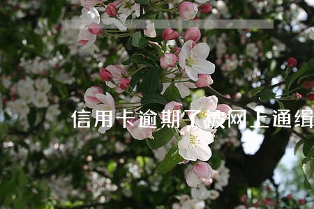 信用卡逾期了被网上通缉
