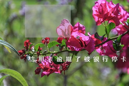 信用卡逾期了被银行停卡怎么办