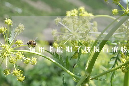 信用卡逾期了被银行催收 信用卡逾期了被银行催收