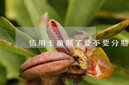 信用卡逾期了要不要分期还款 信用卡逾期了要不要分期还款