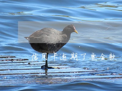 信用卡逾期了要全款