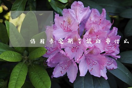 信用卡逾期了该公布什么后果 信用卡逾期了该公布什么后果