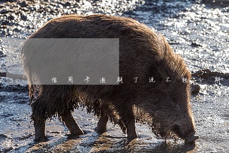 信用卡逾期了说不能分期怎么办 信用卡逾期了说不能分期怎么办