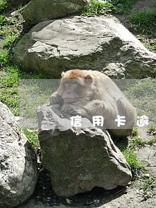信用卡逾期了说报案件调查了 信用卡逾期了说报案件调查了
