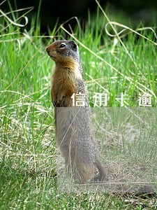 信用卡逾期了说是要上家里 信用卡逾期了说是要上家里