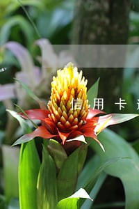 信用卡逾期了说还款会恢复额度 信用卡逾期了说还款会恢复额度