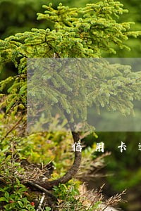 信用卡逾期了账单怎么查询