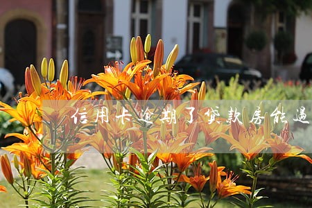 信用卡逾期了贷款房能过户吗 信用卡逾期了贷款房能过户吗