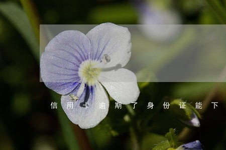 信用卡逾期了身份证能下来吗 信用卡逾期了身份证能下来吗