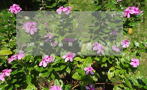 信用卡逾期了转法务部会被起诉 信用卡逾期了转法务部会被起诉