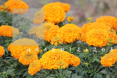 信用卡逾期了还上还能再用吗