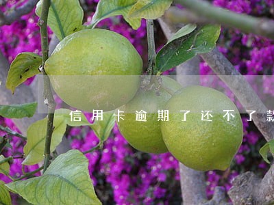 信用卡逾期了还不了款怎么办 信用卡逾期了还不了款怎么办