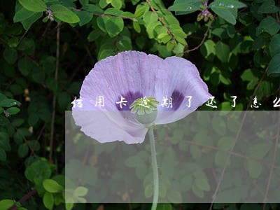 信用卡逾期了还了怎么开结清证明