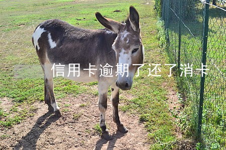 信用卡逾期了还了消卡 信用卡逾期了还了消卡