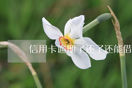 信用卡逾期了还了还能借到吗 信用卡逾期了还了还能借到吗
