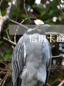 信用卡逾期了还借呗会影响吗