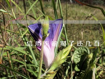 信用卡逾期了还几百 信用卡逾期了还几百