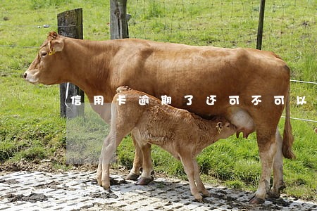 信用卡逾期了还可不可以分期还