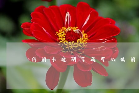 信用卡逾期了还可以使用卡吗 信用卡逾期了还可以使用卡吗