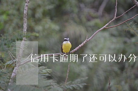 信用卡逾期了还可以办分期吗 信用卡逾期了还可以办分期吗