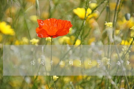 信用卡逾期了还可以办身份证吗 信用卡逾期了还可以办身份证吗
