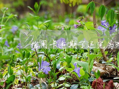 信用卡逾期了还完为啥还会拘留