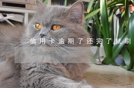 信用卡逾期了还完了就刷可以吗