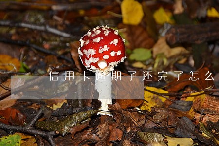信用卡逾期了还完了怎么办 信用卡逾期了还完了怎么办