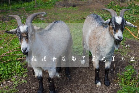 信用卡逾期了还完了怎么注销招商