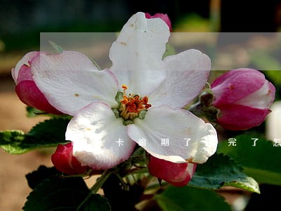 信用卡逾期了还完了怎么解封 信用卡逾期了还完了怎么解封