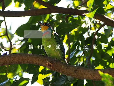 信用卡逾期了还最低可以吗 信用卡逾期了还最低可以吗
