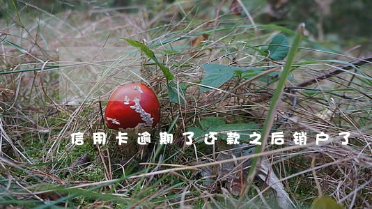 信用卡逾期了还款之后销户了 信用卡逾期了还款之后销户了
