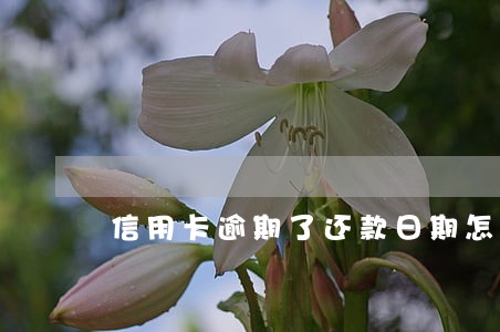 信用卡逾期了还款日期怎么算 信用卡逾期了还款日期怎么算