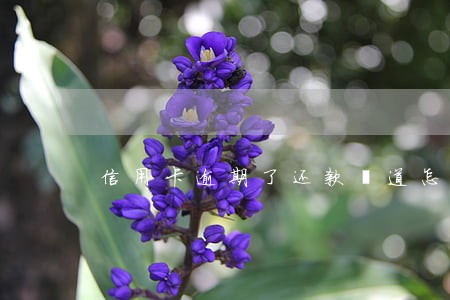 信用卡逾期了还款渠道怎么解决 信用卡逾期了还款渠道怎么解决