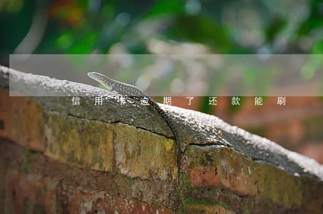 信用卡逾期了还款能刷