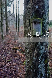 信用卡逾期了还款记录查不到