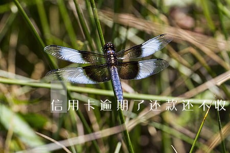 信用卡逾期了还款还不收费吗 信用卡逾期了还款还不收费吗
