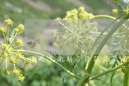 信用卡逾期了还款还能用
