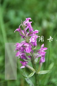 信用卡逾期了还款降额吗