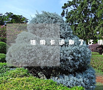 信用卡逾期了还清可以继续使用吗 信用卡逾期了还清可以继续使用吗