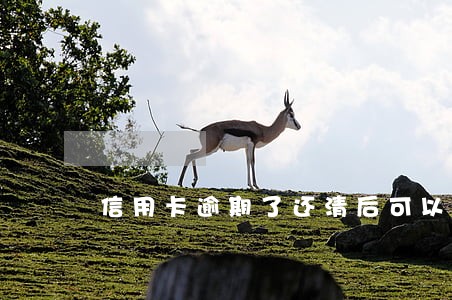信用卡逾期了还清后可以销户吗 信用卡逾期了还清后可以销户吗
