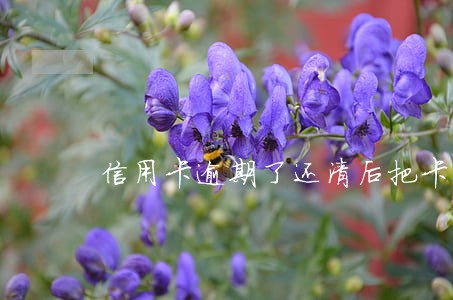 信用卡逾期了还清后把卡注销了 信用卡逾期了还清后把卡注销了