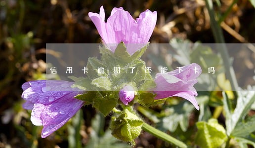 信用卡逾期了还能下卡吗 信用卡逾期了还能下卡吗