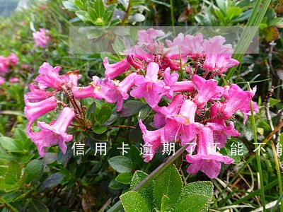 信用卡逾期了还能不能办