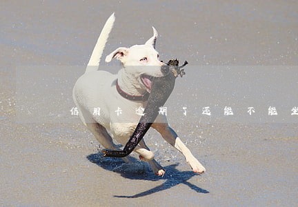 信用卡逾期了还能不能坐飞机 信用卡逾期了还能不能坐飞机