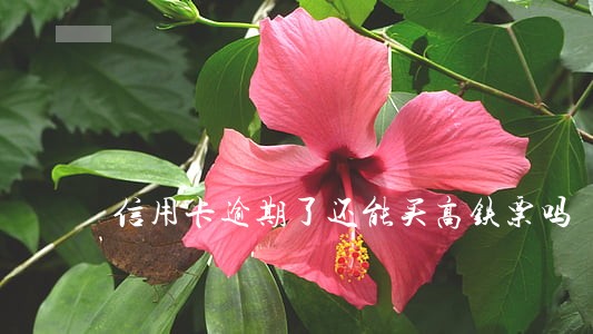 信用卡逾期了还能买高铁票吗 信用卡逾期了还能买高铁票吗