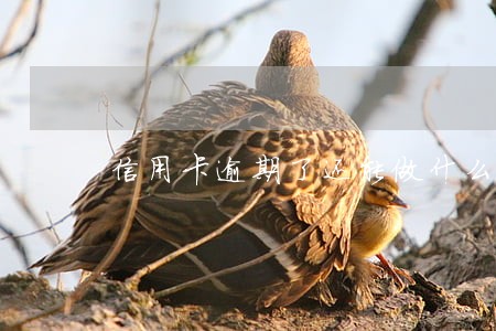 信用卡逾期了还能做什么副业 信用卡逾期了还能做什么副业
